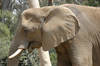 African Bush Elephant