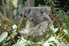Queensland Koala