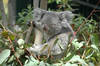 Queensland Koala