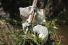 Queensland Koala