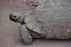 Leopard Tortoise