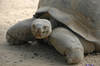 Galapagos Tortoise