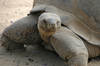 Galapagos Tortoise