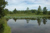 (Sat 7/14) Lotus Gardens (Princess Anne Waterfowl Mgmt Area)