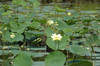 Lotus Gardens