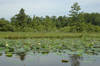 Lotus Gardens