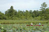 Lotus Gardens