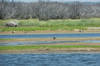 Nutria (Between Ponds)