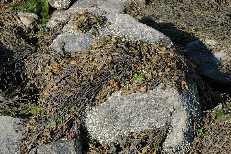 DSC_5260.jpg