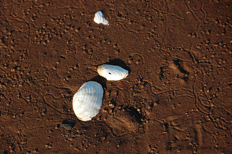 DSC_5311.jpg