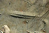 Fossil