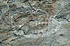Fossil