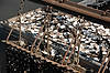 Oyster Fishing Boat
