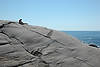Rocks at Peggy's Cove Lighthouse
