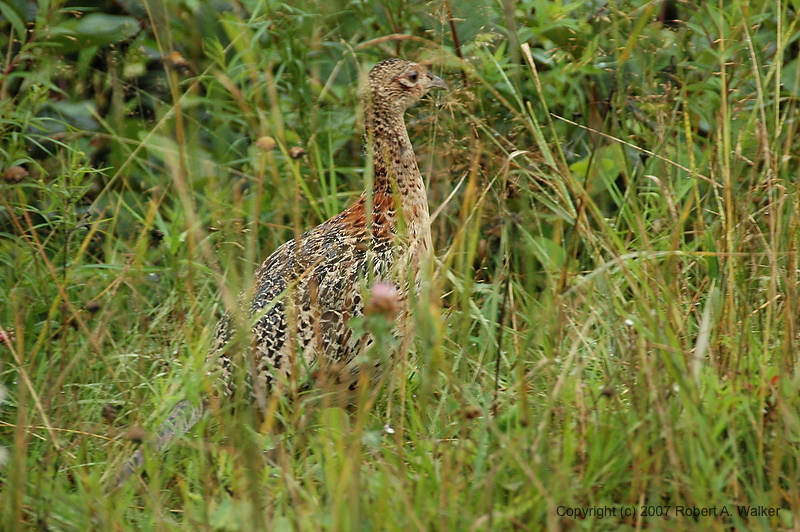 DSC_5960.jpg