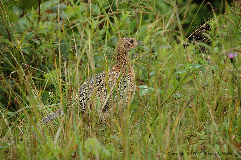 DSC_5962.jpg