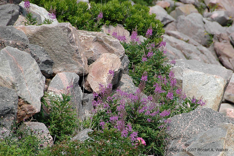 DSC_6236.jpg