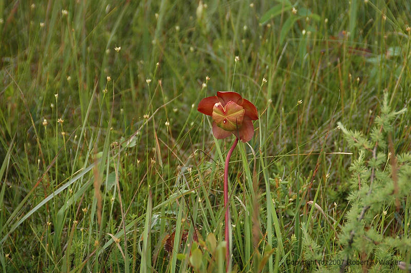DSC_6646.jpg