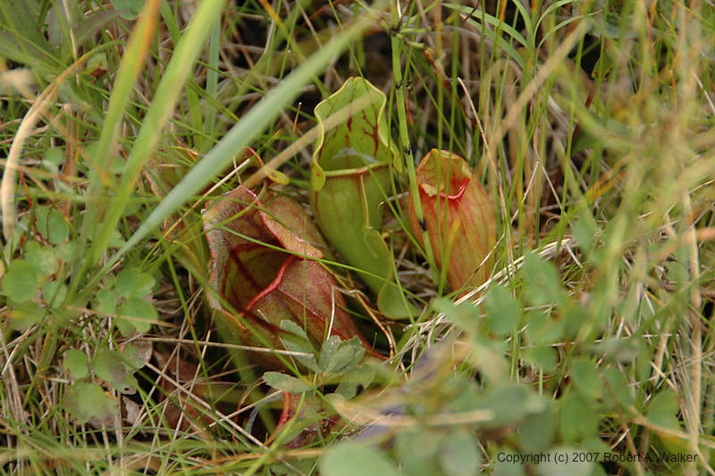 DSC_6651.jpg