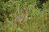 Female Ring-Necked Pheasant<br>