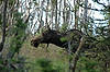 Moose