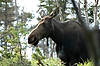 Moose
