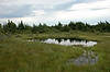 French Mountain Bog