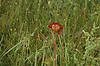 Pitcher Plant Flower