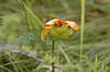 Pitcher Plant Flower