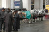Horses & Drivers