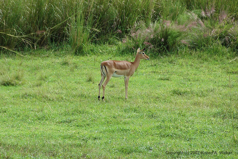 DSC_0729.jpg