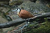 African Jacana