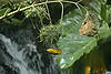 Taveta Golden Weaver