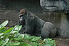Gorilla