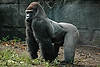 Gorilla