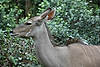 Greater Kudu