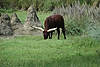 Water Buffalo