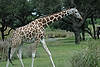 Baby Giraffe