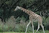 Baby Giraffe