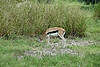 Thomson's Gazelle