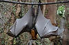 Rodrigues Fruit Bat
