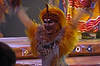 Festival of the Lion King