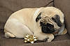 Smokey on Christmas Eve