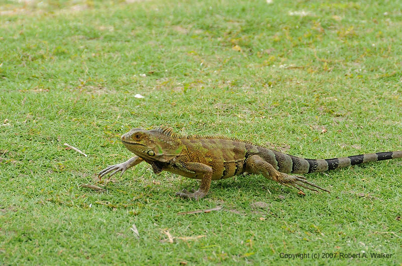DSC_2621.jpg