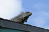 Iguana