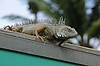 Iguana