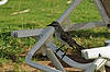 Tropical Mockingbird  