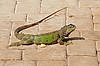 Iguana
