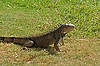 Iguana