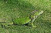 Iguana